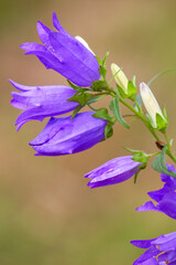 Macrophotographie de fleur sauvage - Campanule rhombo&iuml;dale - Campanula rhomboidalis