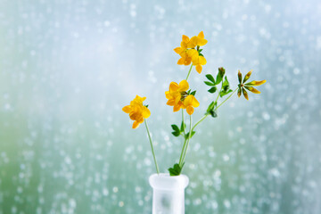 Yellow trefoil in a vase in front of a window with rain drops