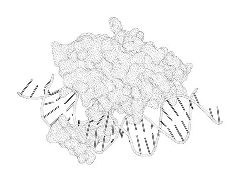 3D rendering as a line drawing of a molecule. Structural basis of HapE P88L -linked antifungal triazole resistance in Aspergillus fumigatus .