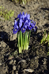 Closeup Iris reticulata known as netted iris with blurred background in early spring garden