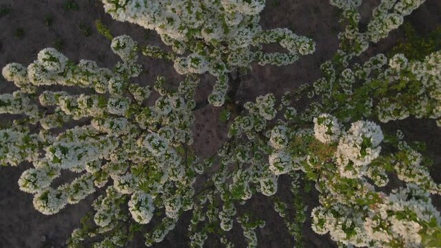 profusely blooming spring tree, aerial photography from a drone, dizzying video