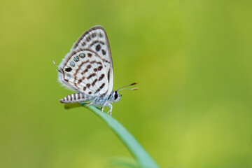 Obraz premium Lycaenidae / Balkan Kaplanı / / Tarucus balkanicus