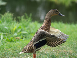 Canard en mouvement
