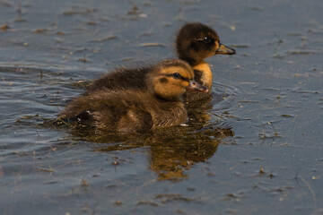 Mallard Duckling Pair Swimming in the Pond