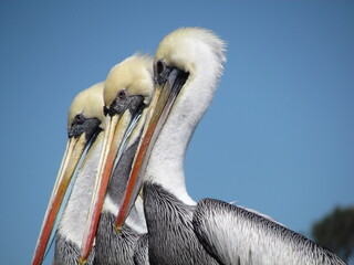 Pelicanos 