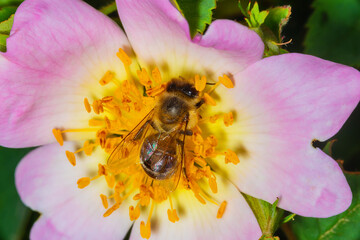 Bee pollinating in a or dog-rose flowers in spring