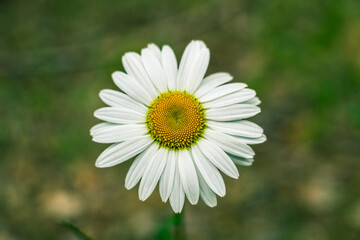 Matricaria chamomilla close-up. Chamomile flower against the background of a blurred green meadow.