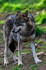 Iberian wolf // Iberischer Wolf // Lobo ibérico (Canis lupus signatus) © bennytrapp