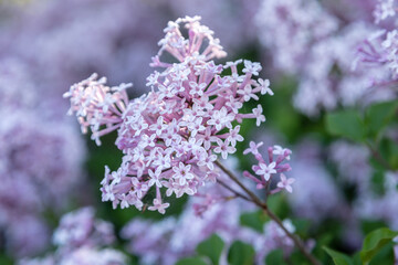 Lilac blossoms with shallow focus.