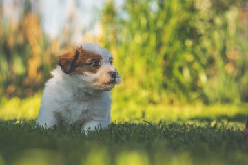 A cute jack russell terrier puppy, photo with blurry background
