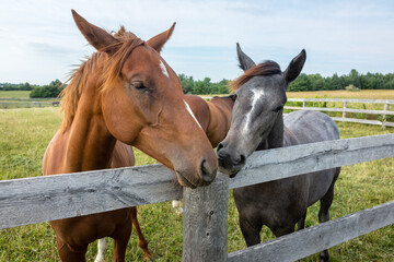 A close-up of two horses standing behind a fence interacting with each other.