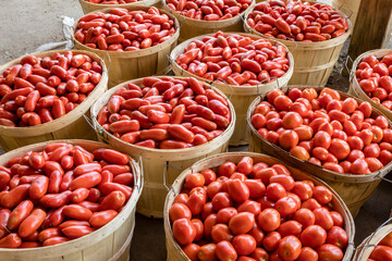 Romano, plum tomatoes for sale at a farmers market by the pack or bushel.