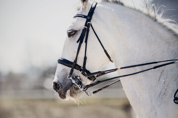 Portrait sports gray stallion in the double bridle.