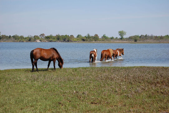 Wild horses crossing a saltwater marsh on Assateague Island, in Worcester County, Maryland.