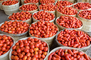 Romano, plum tomatoes for sale at a farmers market by the pack or bushel.