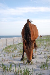 A wild horse making its way along the sandy dunes of Assateague Island, stopping occasionally to...