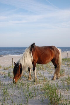 A wild horse making its way along the sandy dunes of Assateague Island, stopping occasionally to feed upon the dune grass, Worcester County, Maryland.	