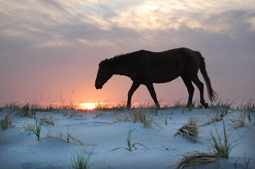 Wild horse making its way along the sand dunes at sunset, on Assateague Island, in Worcester...