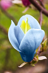 Beautiful delicate magnolia Blue Opal outdoors, closeup. Spring season © New Africa