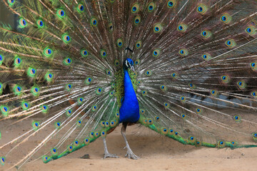 Obraz premium Peacocks display beautiful feathers in the farm, North China