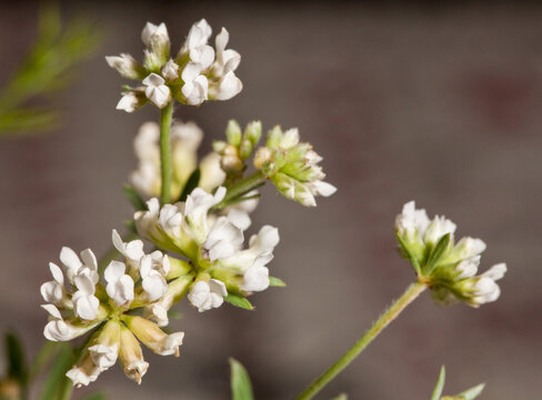 Macrophotographie de fleur sauvage - Badasse - Dorycnium pentaphyllum