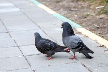 Obraz premium Mating season for pigeons