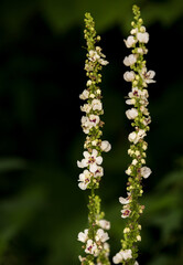 Macrophotographie de fleur sauvage - Molène blanche - Verbascum Chaixii Album