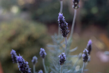 lavender flowers in the field