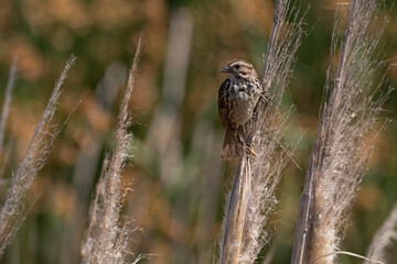 Song Sparrow Perched in Dry Pampas Grass