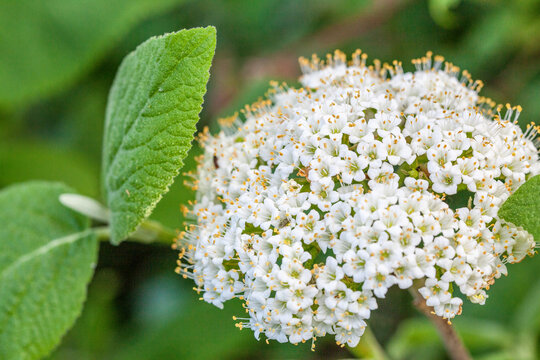 Macrophotographie de fleur sauvage - Viorne lantane - Viburnum lantana