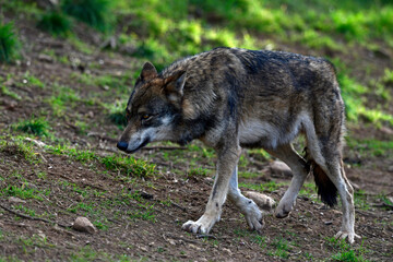 Iberian wolf // Iberischer Wolf // Lobo ibérico (Canis lupus signatus) © bennytrapp