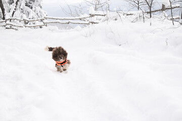 dog running in the snow
