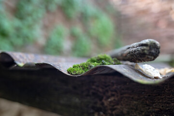 musgo