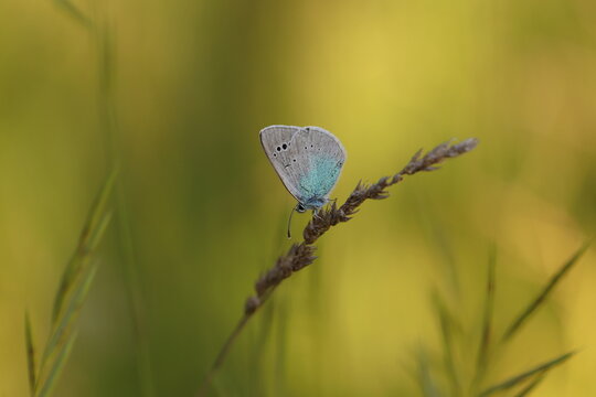 una farfalla su un filo d'erba al tramonto © Simona