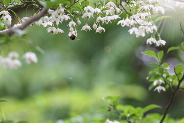 アルストロメリアとストケシアの花畑 Wall Mural Wallpaper Murals Cat Smile アルストロメリアとストケシアの花畑 Wall Mural Wallpaper Murals Cat Smile