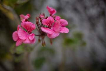 pink flowers