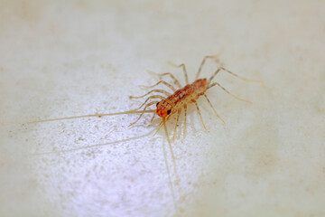 common house centipede on a white background, North China