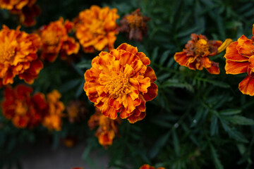 orange flower