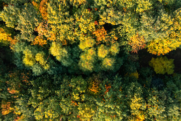 Aerial view of beautiful forest on autumn day