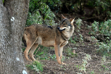Iberian wolf // Iberischer Wolf // Lobo ibérico (Canis lupus signatus) © bennytrapp