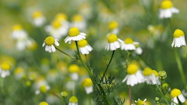 White flowers of wild German chamomile, Matricaria chamomilla