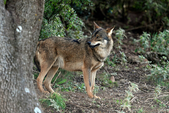 Iberian wolf // Iberischer Wolf // Lobo ib&eacute;rico (Canis lupus signatus)