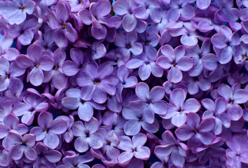 Beautiful purple background from lilac flowers close-up. Spring flowers of lilac. - Powered by Adobe