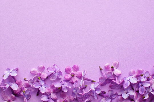 Lilac flowers lie on a lilac background. Place for text