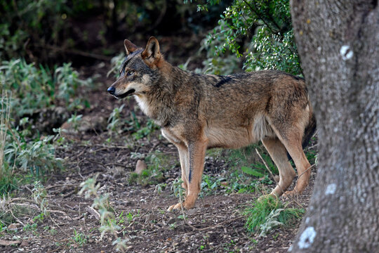 Iberischer Wolf // Iberian wolf // Lobo ib&eacute;rico (Canis lupus signatus)