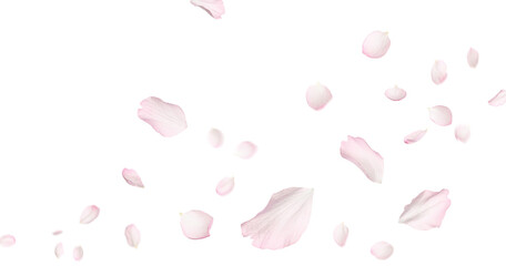Beautiful sakura flower petals flying on white background. Banner design