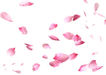 Beautiful sakura flower petals flying on white background
