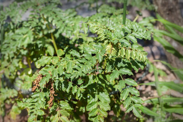 Chinese licorice plant (Glycyrrhiza glabra) growing in herb garden