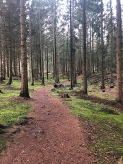 path in the forest
