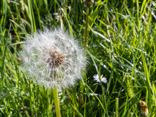 Taraxacum officinale, the dandelion or common dandelion, is a flowering herbaceous perennial plant of the dandelion genus in the family Asteraceae (syn. Compositae). 